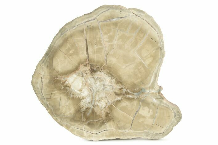 Petrified Wood (Woodworthia) Round - Arizona #244782